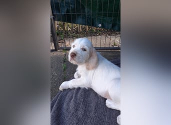 Spinone Italiano weiß/orange - WELPEN