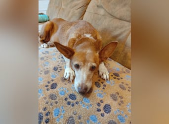Lady, Podengo-Mix, lieb und verträglich