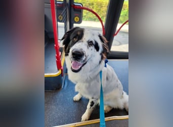 Oslo (ca. 2 Jahre) – großer Hund sucht neuen Platz (41749 Viersen)