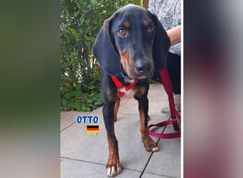Otto,geb.01/25,sanfter Hundebub sucht seine Familie,bereits iin DE in 64646 Heppenheim
