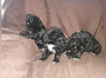 Sidney, Black Baby freut sich auf Dich!