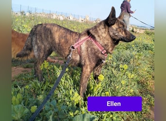 süße Ellen wünscht sich ihr Zuhause für immer