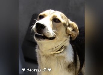 Familienhund Mortis sucht ein Zuhause