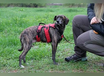 Maaya - ein Jackpot auf vier Beinen - weiblich, kastriert - geboren ca. 2023