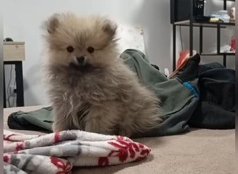 Pomeranian