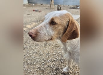 Zoe, eine tolle Familienhündin