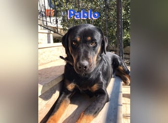 Pablo, 11/19 - ausgeglichener, lieber Rotti-Mix sucht erfahrene Familie
