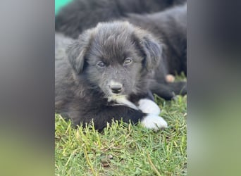 Australian Shepherd Welpen in  Black Bi