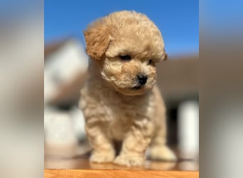 Rarität. Echte Teddybär Maltipoo Welpen in tollem Apricot abzugeben. Malteser/Pudel