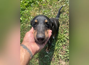 Kolt -Jagdterrier Mix