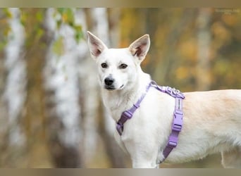 Unsichere Sunny sucht liebevolles Zuhause