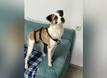 fröhlicher Tierschutzrüde, Freddie, 11kg sucht Zuhause