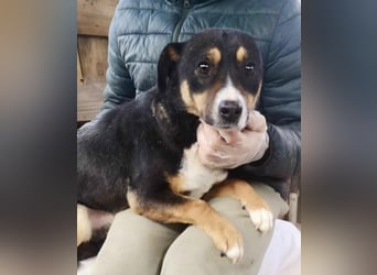 Franjo sucht warmes & liebevolles Zuhause