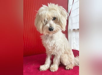 ❤️ zarte Hundeseele FIDO - 9 Jahre, 38cm/6kg - Havaneser-Mix
