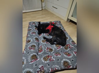 Erik