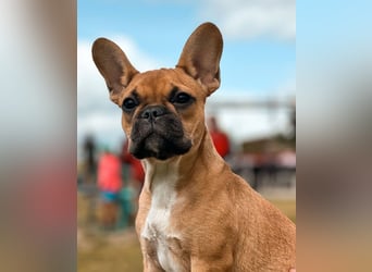 Französische Bulldogge reinrassig FCI (körperlich/genetisch getestet)