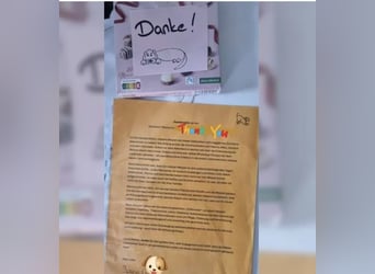 2020, 2025 waren tolle Würfe, 2026 plane ich erneut 1 Wurf  Labradoodlewelpen F1bb in crem