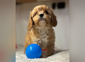 Exklusive Maltipoo Welpen im Red Apricot in Liebevolle Hände abzugeben Malteser/Pudel