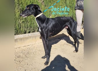 Jacinto de Payerno 03/2021 (ESP) - unglaublich hübscher, lieber Galgo!