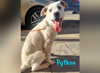 Python 10/2023 (ESP Pflegestelle) - verspielter und menschenbezogener Junghund!