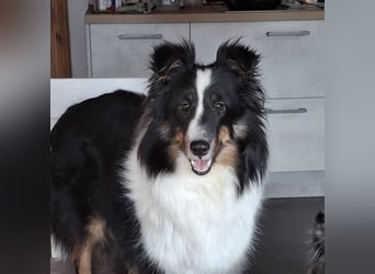 Sheltie Shetland Sheepdog