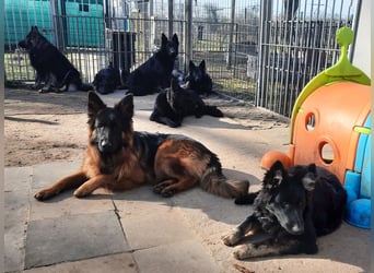 Langstockhaar Schäferhund  Rüde