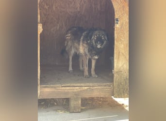 MONTI, Rüde, 7 Jahre, 51 cm, Mischling, Tierschutz