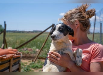 Coco - Pointer-mix sucht liebevolles Zuhause