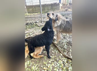 Freundlicher PANCHO ist ein liebevoller und allseits beliebter Traumhund