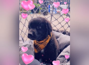 Auszug..Aussiedor F1 Familien und Therapiehund Labrador x Australien Shepherd