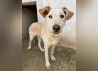 Kalena, geb. ca. 01/2025, lebt in GRIECHENLAND, im städt. Tierheim Serres