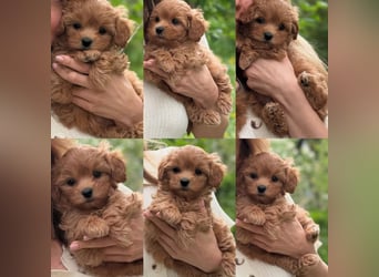 Maltipoo Welpen 10 Wochen