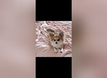 Wurfankündigung unserer Hündin " Bella " langhaar Chihuahua