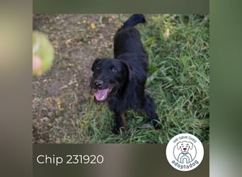 Chip 231920: Sucht ein Zuhause