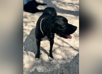 Leo, sucht seine Familie