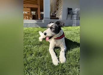 Süße Daisy sucht ihr eigenes Körbchen