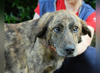 Ulick - Hunde bevorzugt!