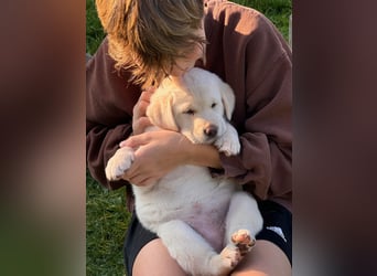 Zuckersüße Labrakita Welpen suchen ihr neues Zuhause!