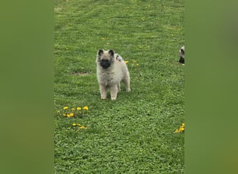 Wolfsspitz