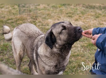 SPIRIT + SILA - die beiden Kangal-Mixe suchen ein gemeinsames Zuhause bei hundeerfahrenen Menschen