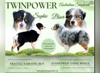 Australian Shepherd Welpen mit Pedigree