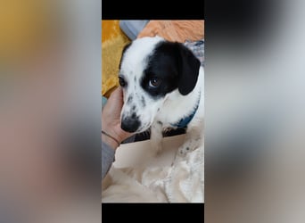 Josie sucht Herzensmensch fürs Leben