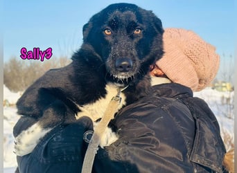 Sally3 geb. 04/2021 - sooo sanfte und verschmuste Hündin sucht liebevolle Menschen!