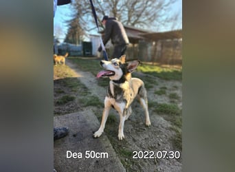 Dea, ca. 2 Jahre, 50 cm, wünscht sich ein aktives Hundeleben