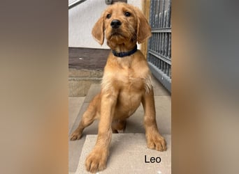 Labradoodle F1 apricot