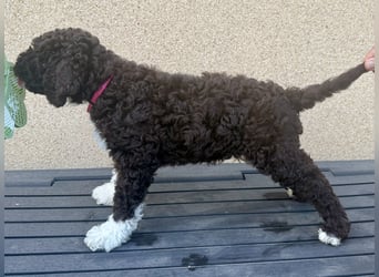Lagotto Romagnolo Welpen reinrassige