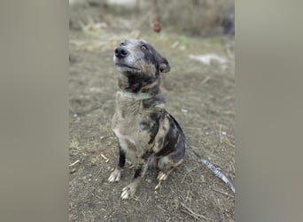 Amanda, geb. 14.02.2022, 50 cm, wünscht sich ein glückliches Hundeleben