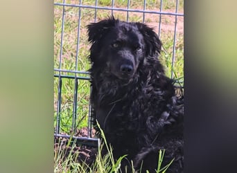 Wunderschöner Loki sucht Pflegestelle oder ruhiges Zuhause