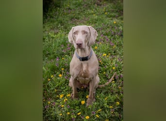 Weimaraner Hündin Melly