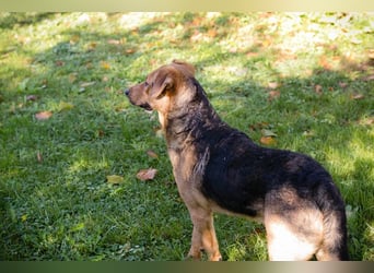 COOKIE - der aktive und aufgeweckte Junghund lernt schnell und geht schon toll an der Leine